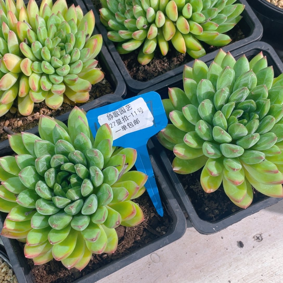 1027-11-幻影美人大单头叠叶一颗