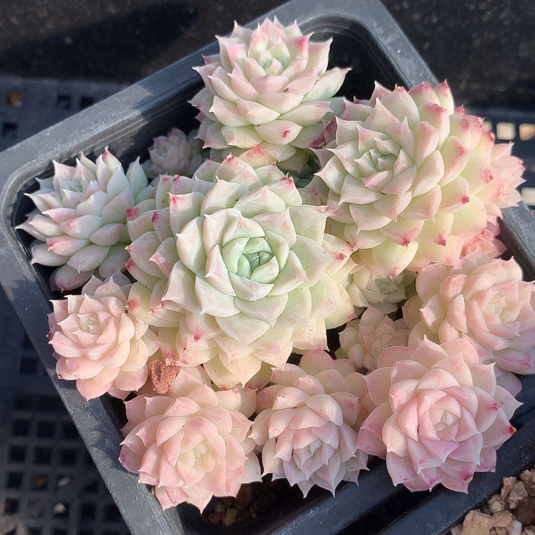 0123-74 女王自然群