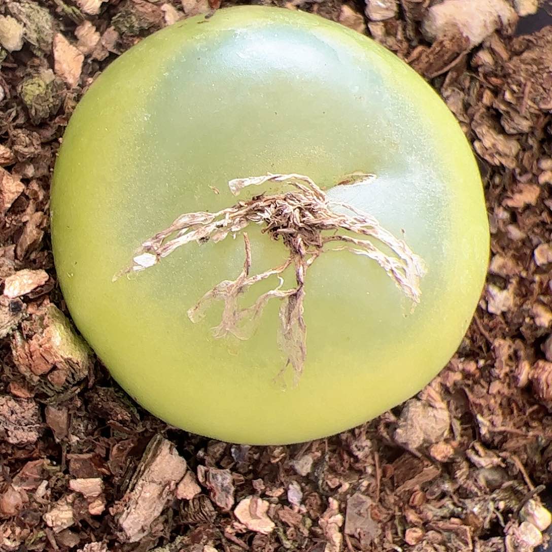 【闪购商品】76 福利拉登