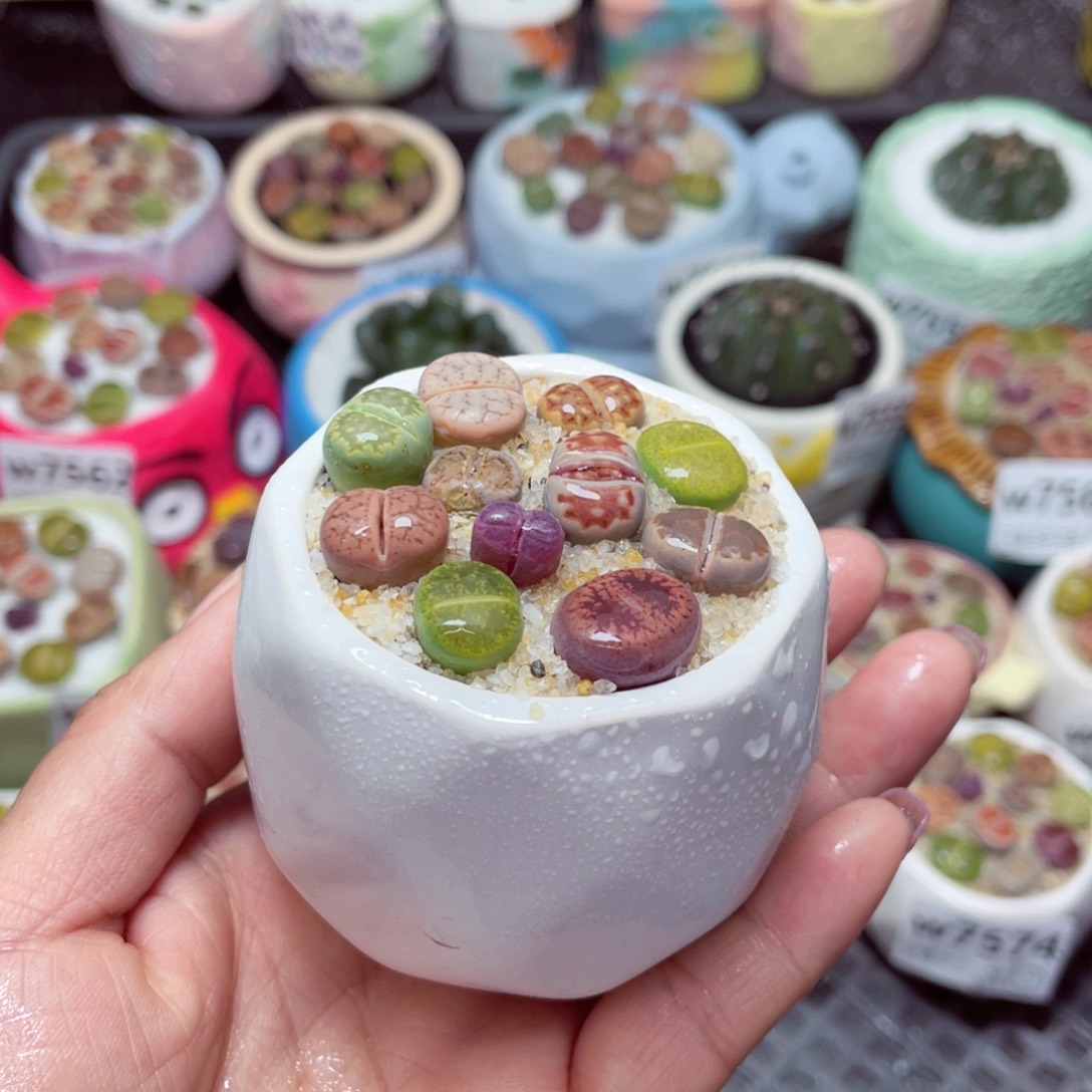 w7578 -零下地区拍保温箱-15支持寄养