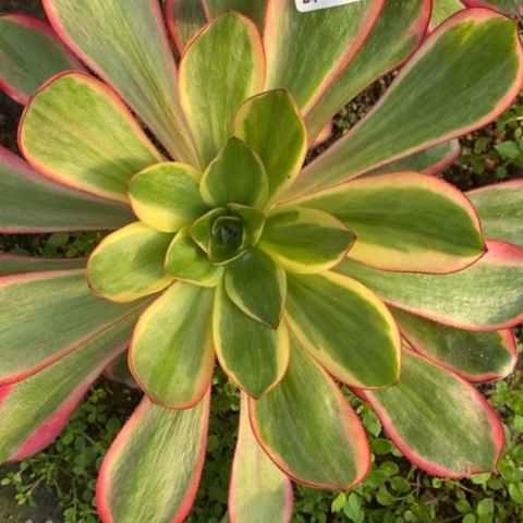 155红魔女满25包邮多肉