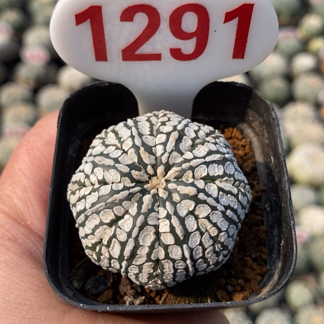 1291浓白连线超兜福利