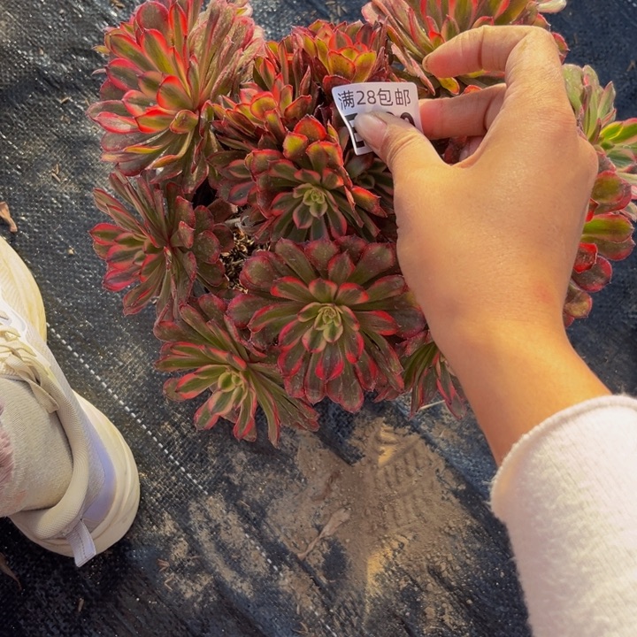 620多肉植物一物一拍