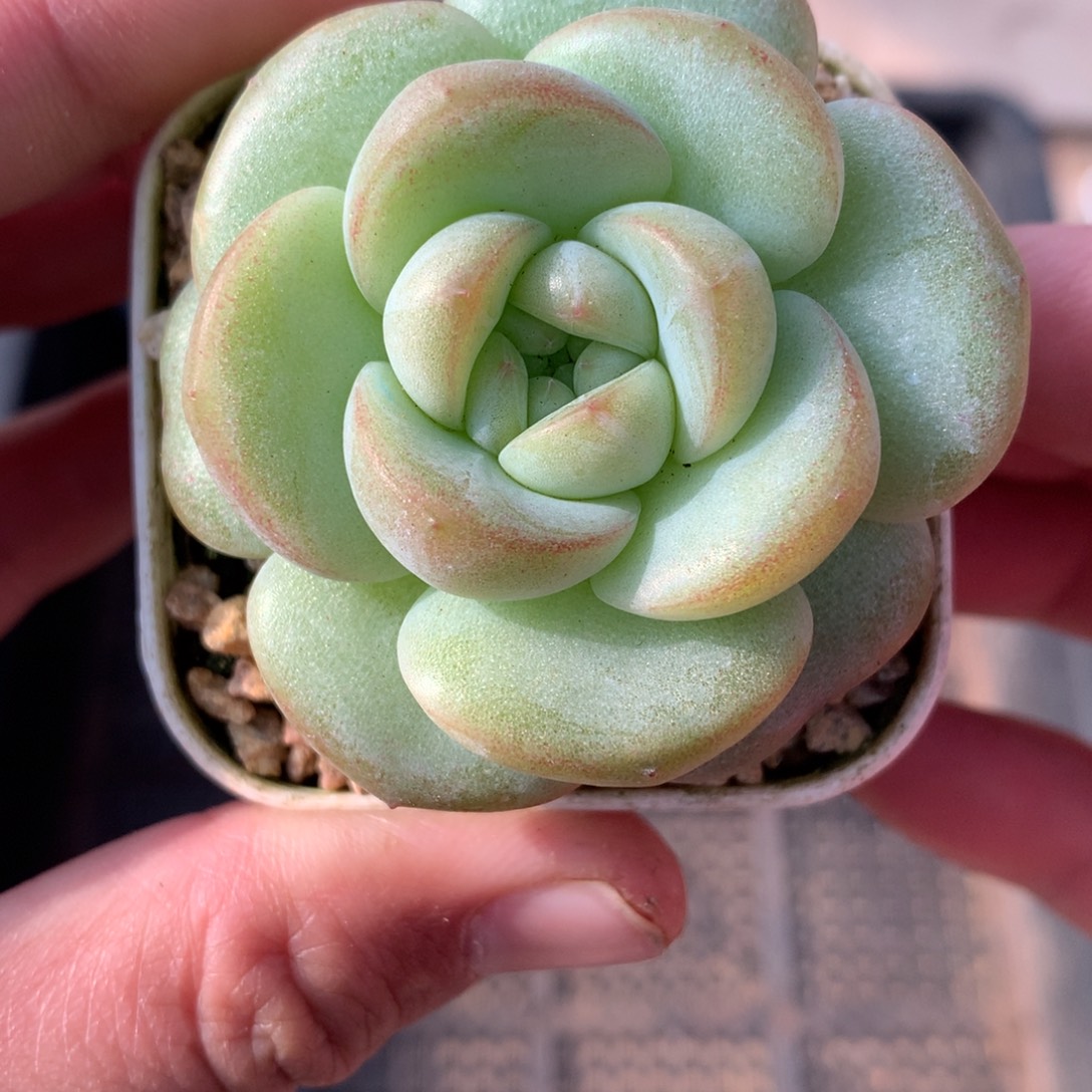 丫鬟。     宽叶白心。     4号