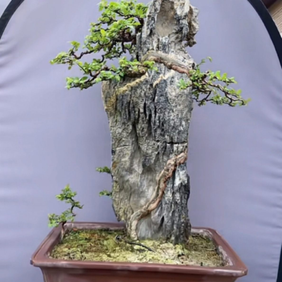 黑松杂木盆景自然造型绿植装饰室内外景观植物一物一拍直播素材