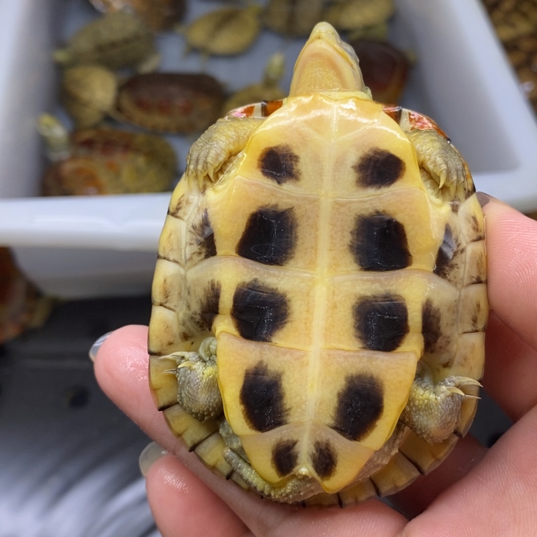 有***堂母宠物龟7.2cmtcrfddff