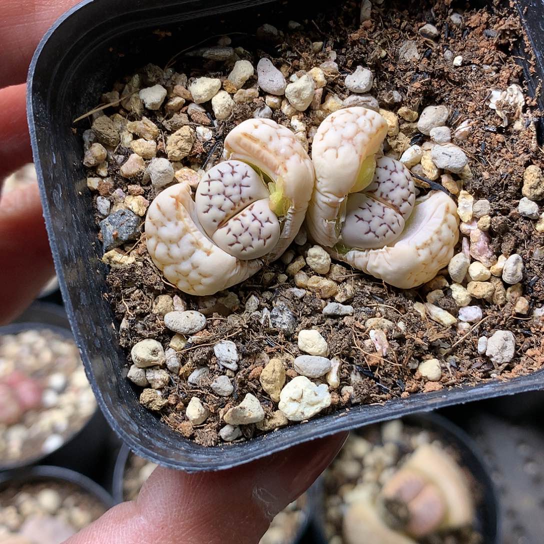 Y454多肉植物保护研究所