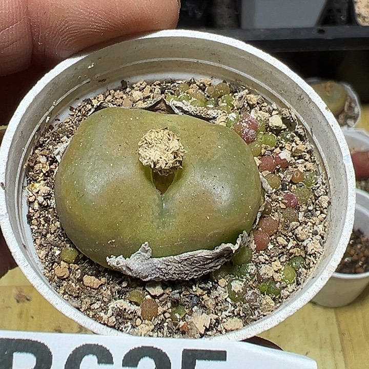 康***熈625号毛汗尼多肉植物