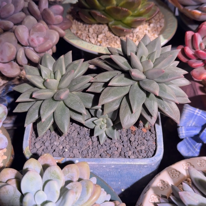 狼牙 双头 一物一拍