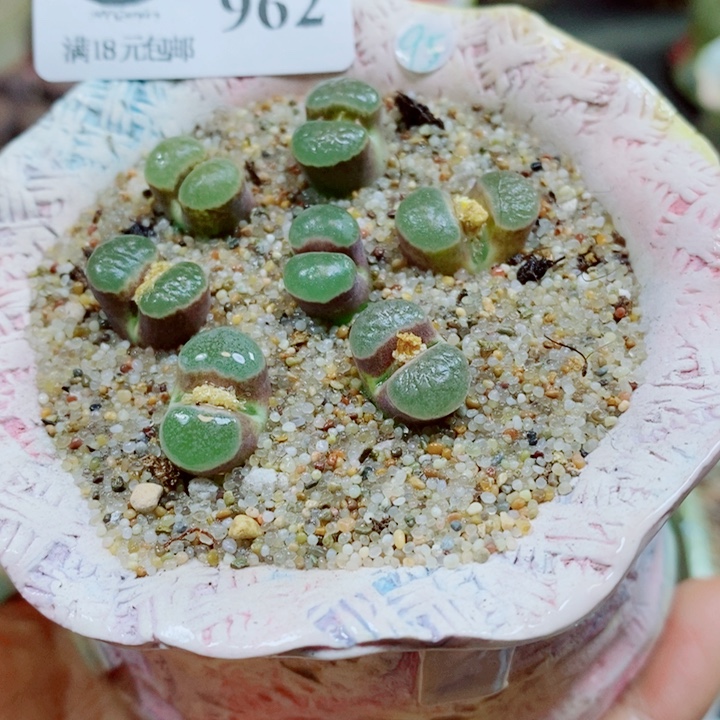 P***0生石花花花花花花花962