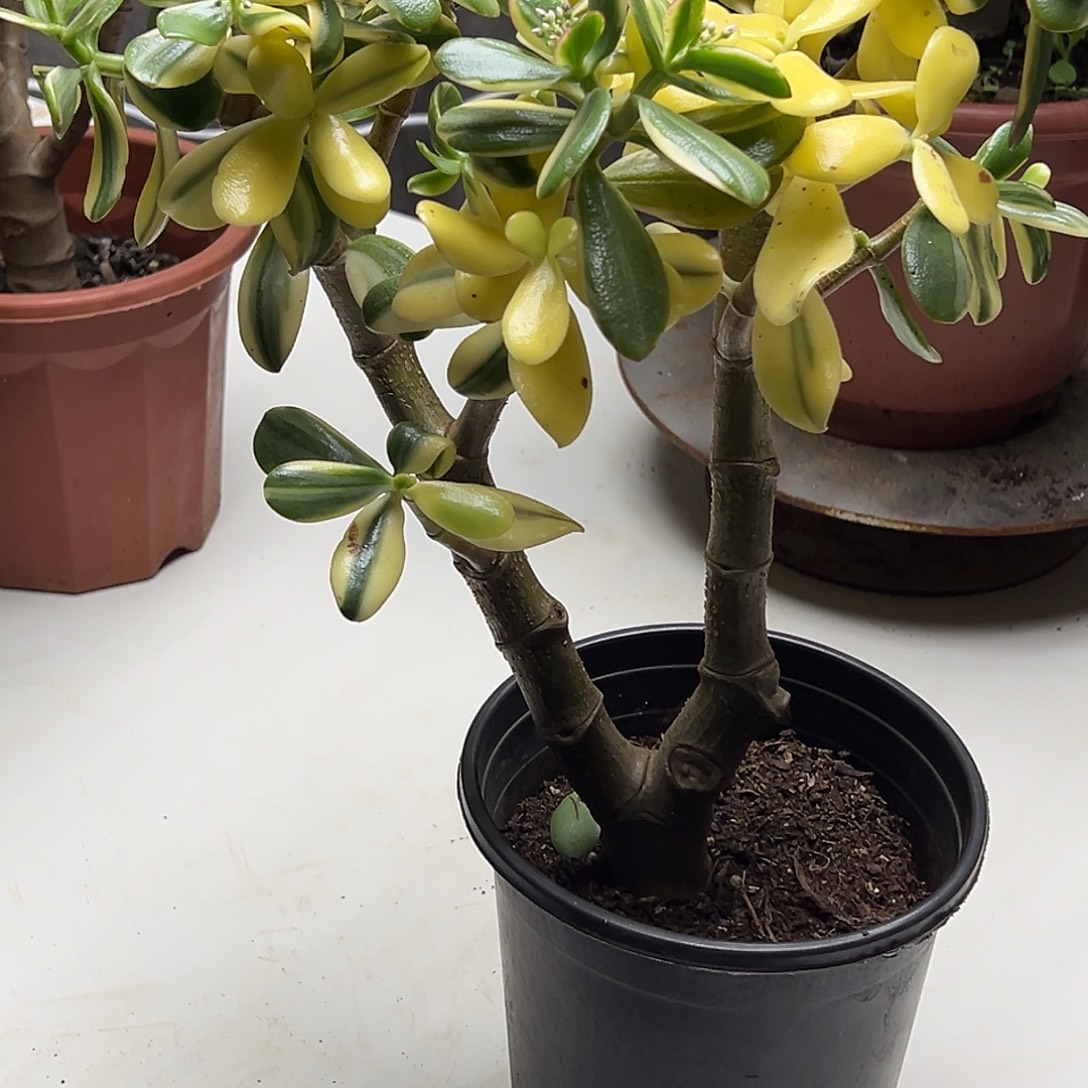 4年白锦带土球发货