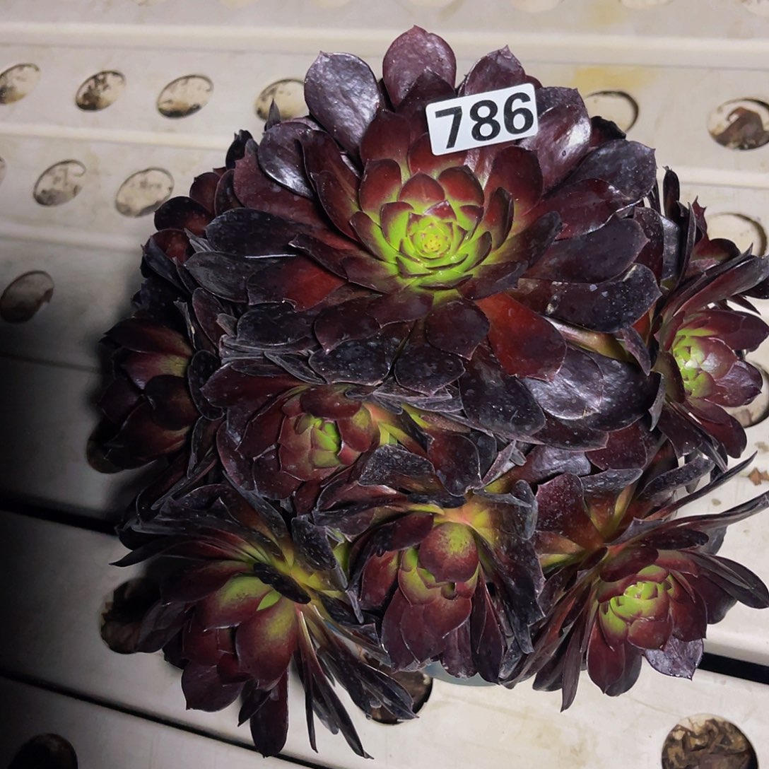 法师法师3-11包邮法师