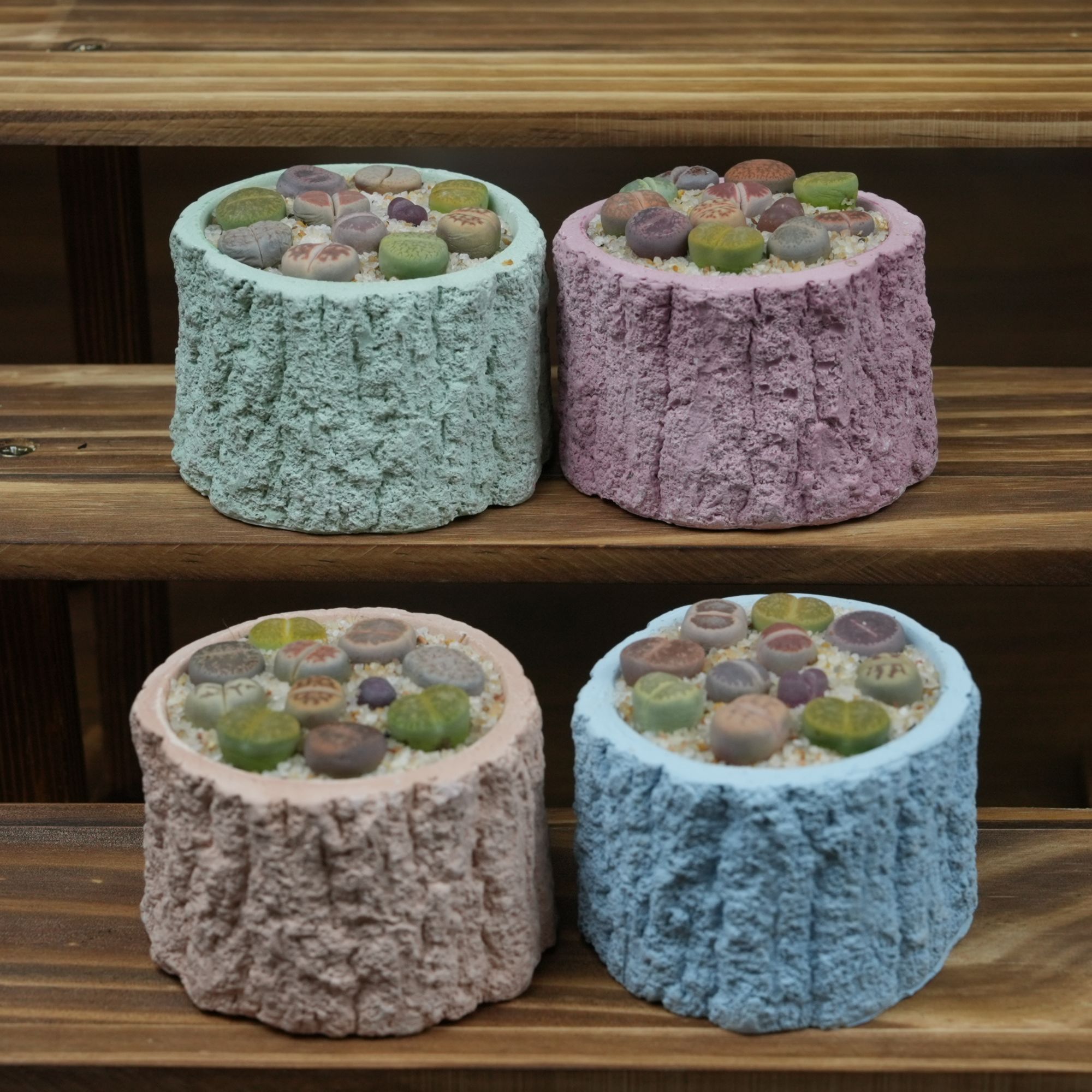 多肉盆栽（树桩盆）