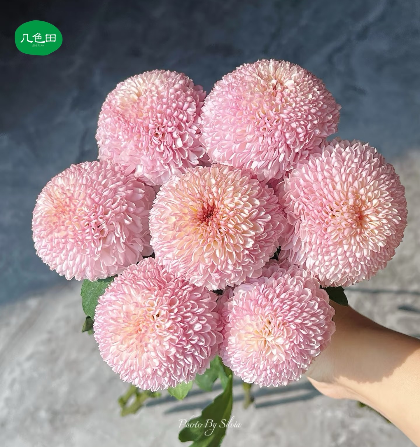 粉色乒乓菊----云南直发鲜花云南花插花鲜花