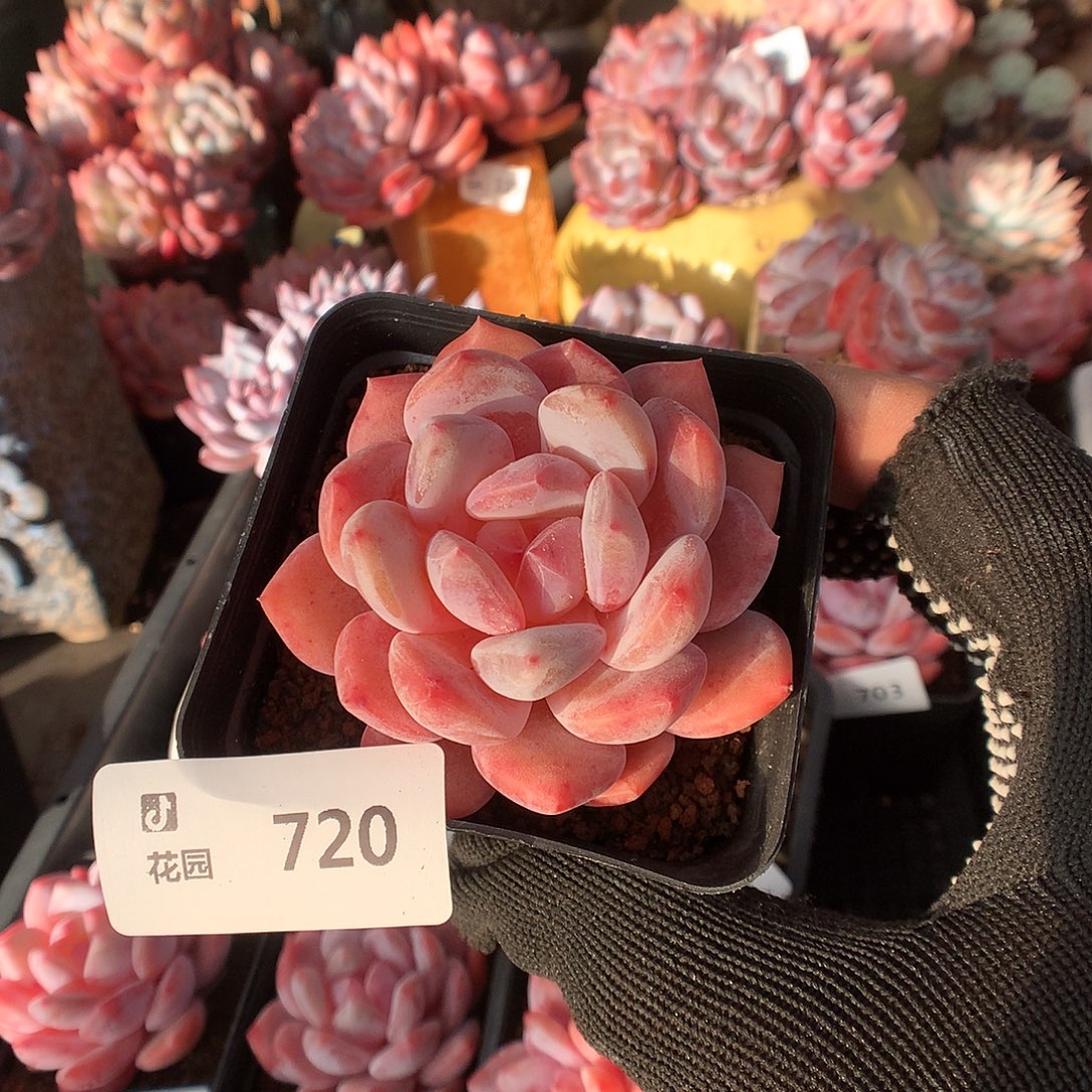 720日本雪天使多肉666