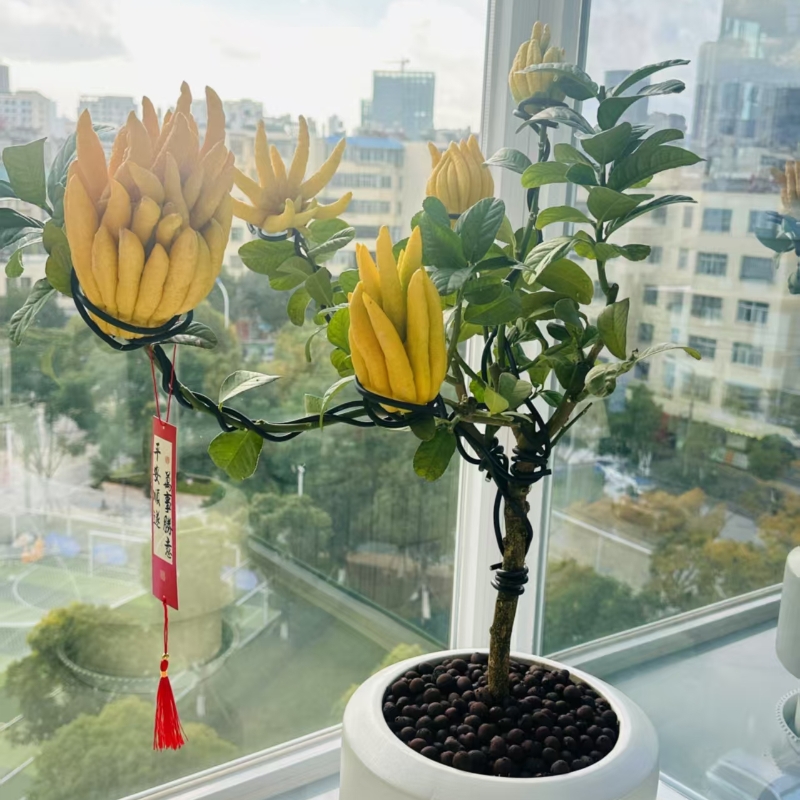 佛手树苗盆栽带果金华佛手柑盆景可食用植物阳台庭院花卉绿植好养