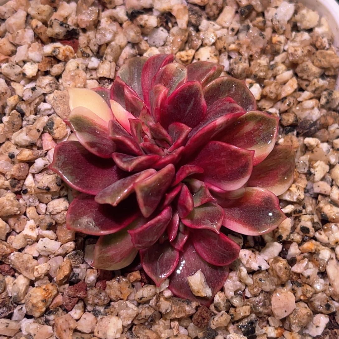 多肉特价大红袍锦缀化