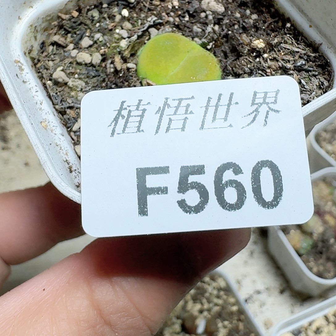 560号多肉植物哇f