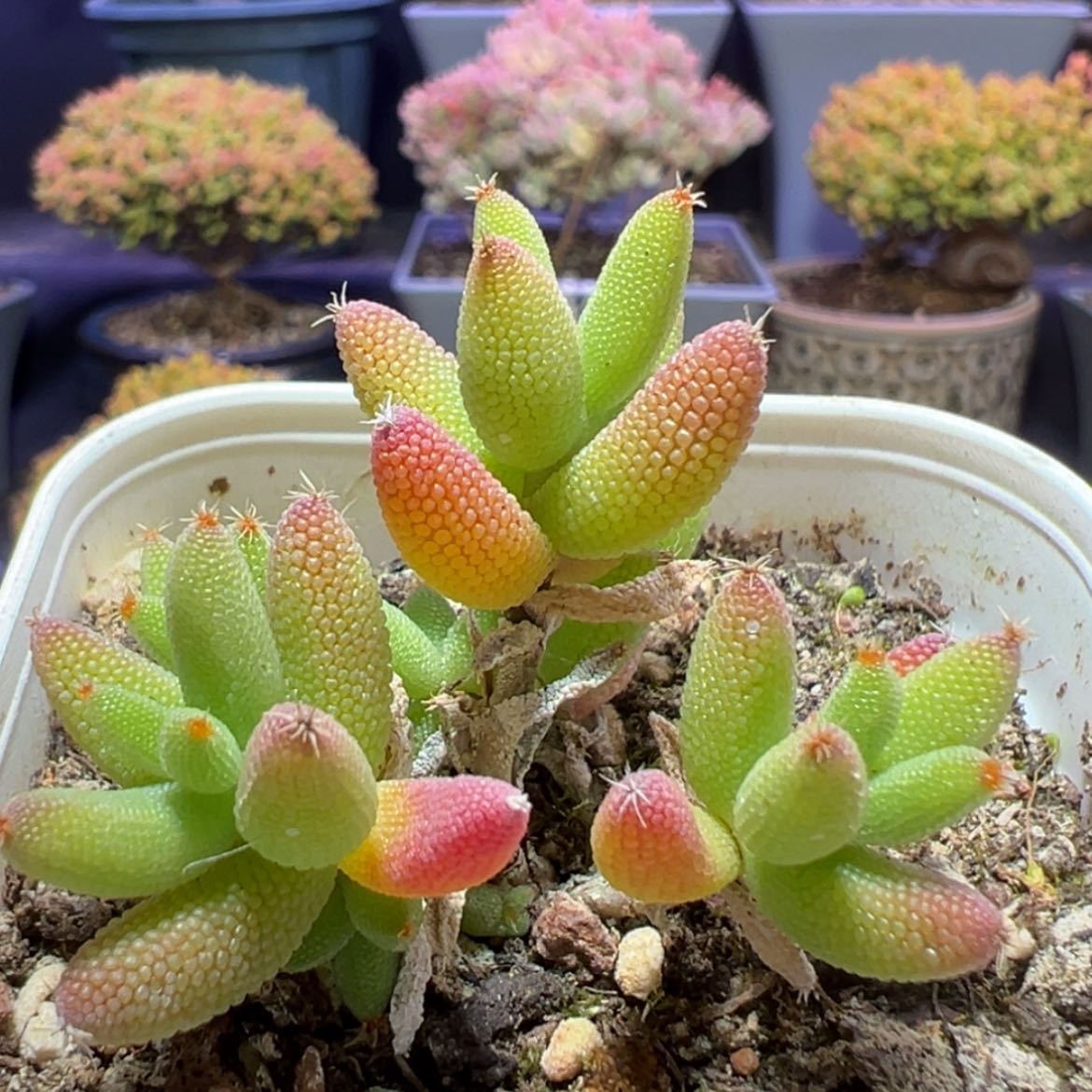 【闪购商品】e264实生小玉米枝干番杏