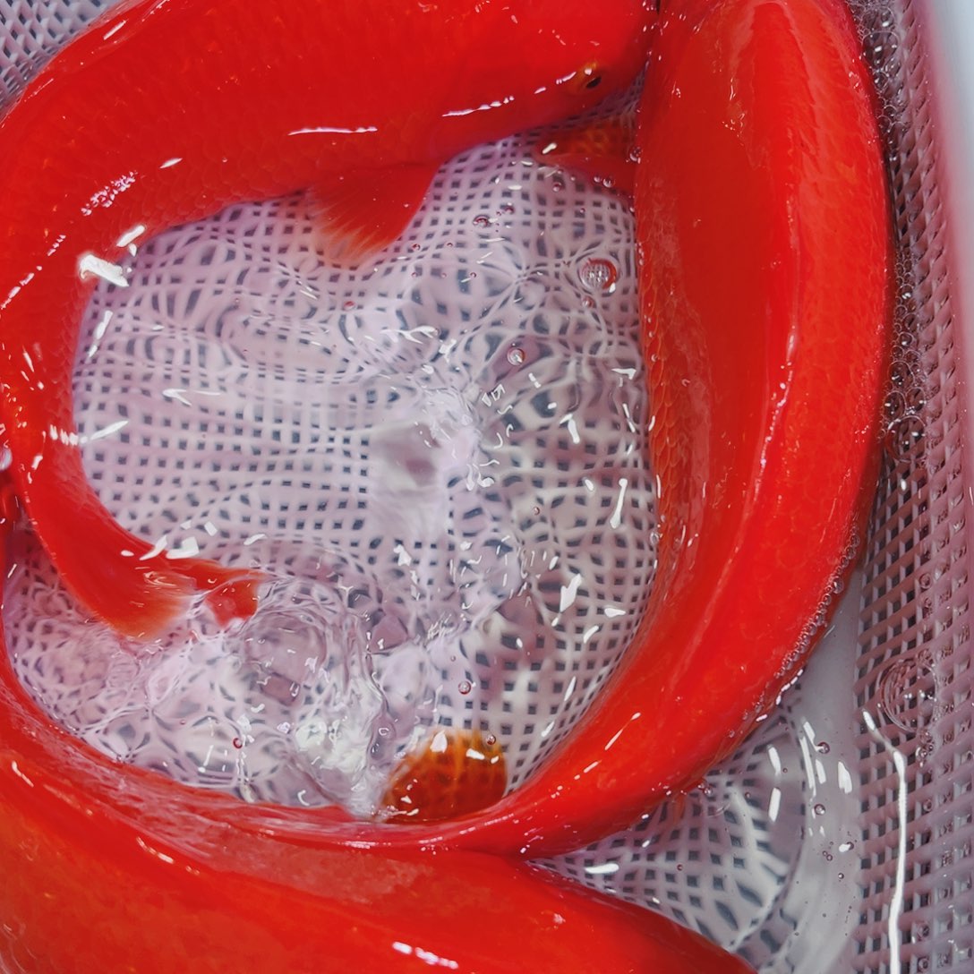 锦鲤锦鲤冷水鱼观赏