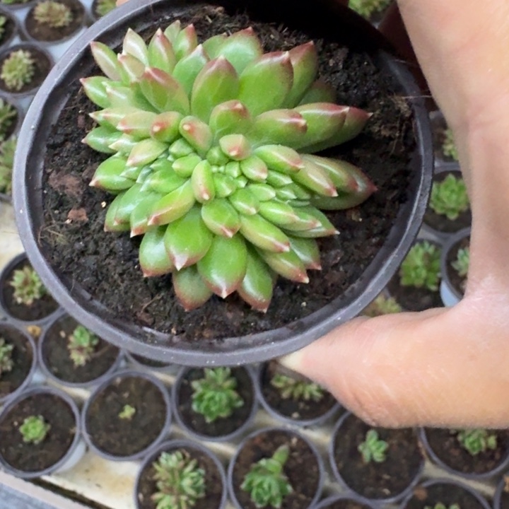 柏拉图 缀化  一物一拍