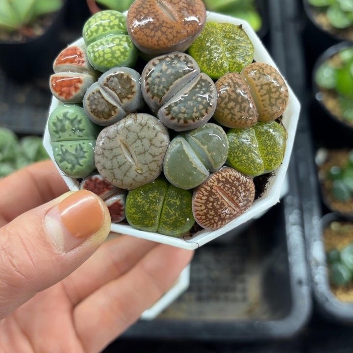 母本生石花多肉植物