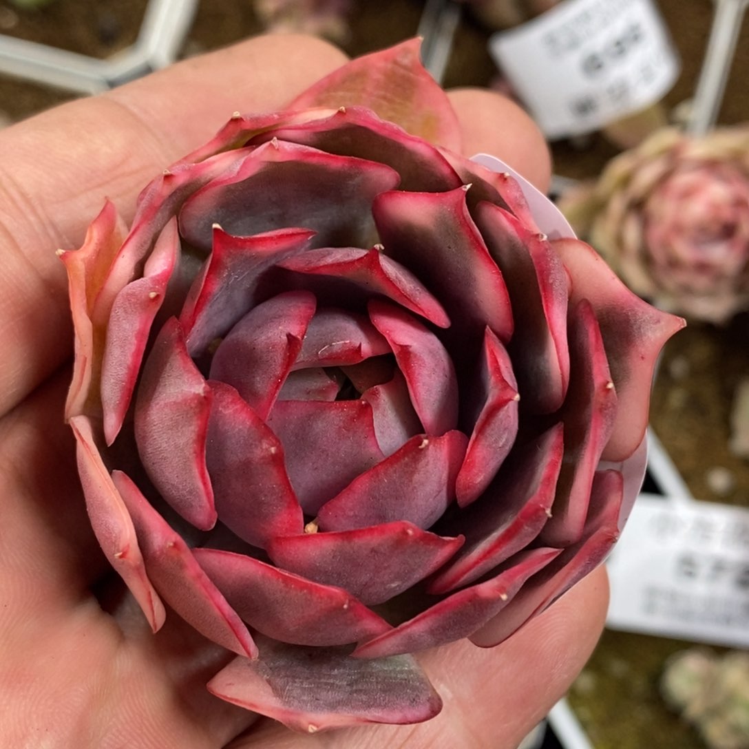 579宝莲灯锦单头带根