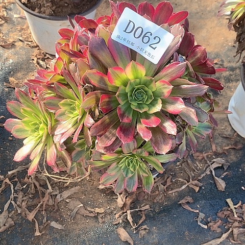 62安娜多肉法师锦小损不售后