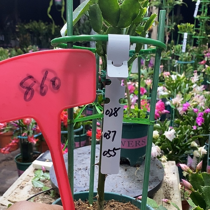 叶仙嫁接三色重瓣860