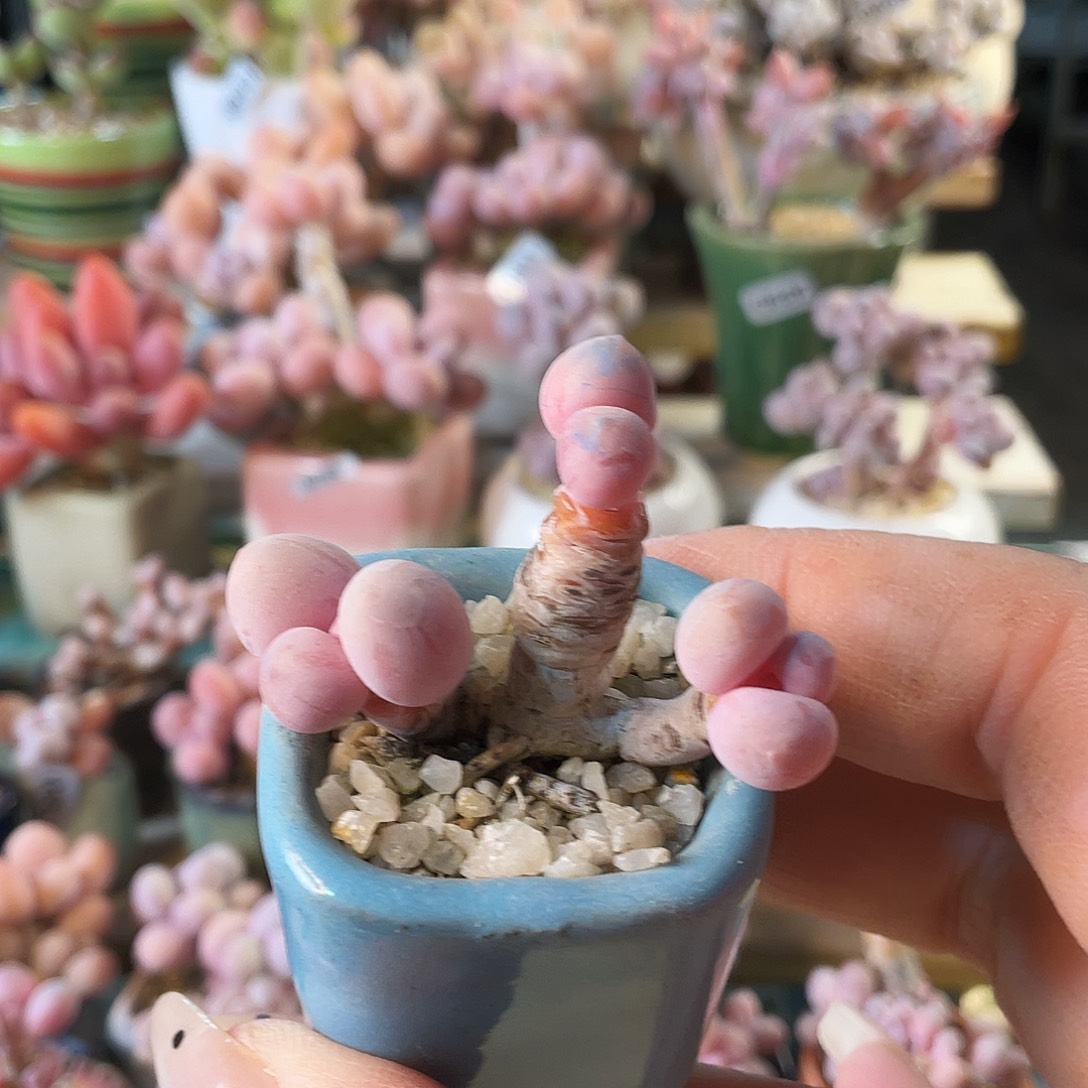 悟***问多肉植物的生长发育和生长发育等方面