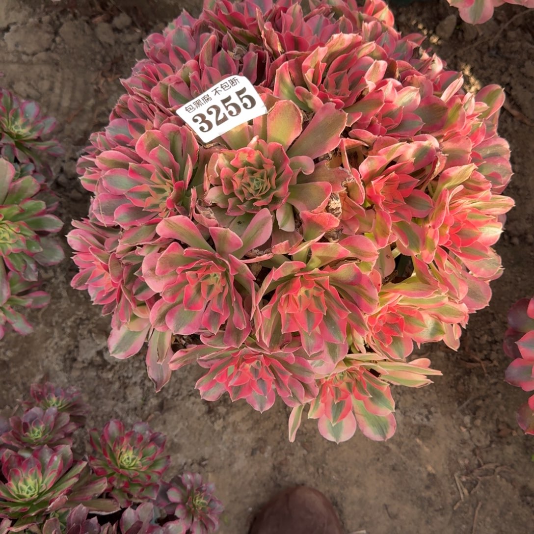 法师女郎18-10 3255叶片微瑕