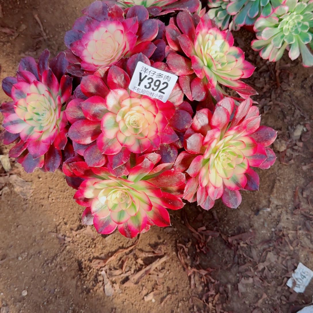 荔枝法师392冠幅25