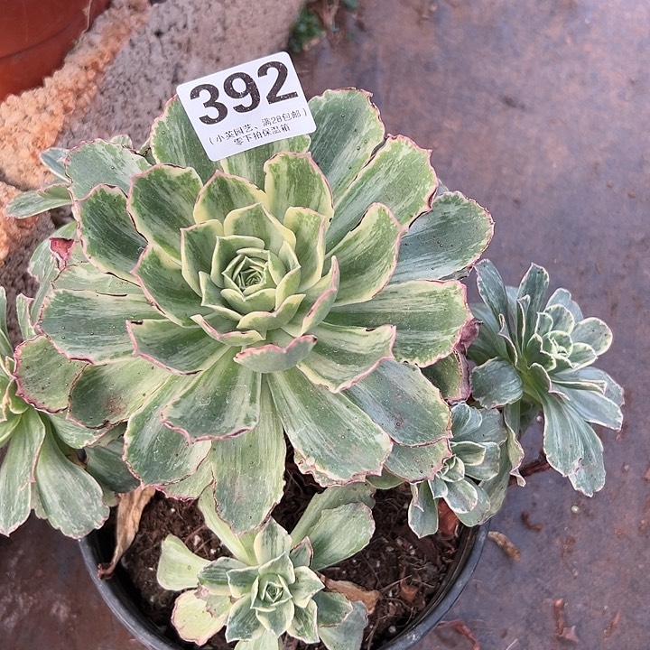 392多肉植物珠穆朗玛