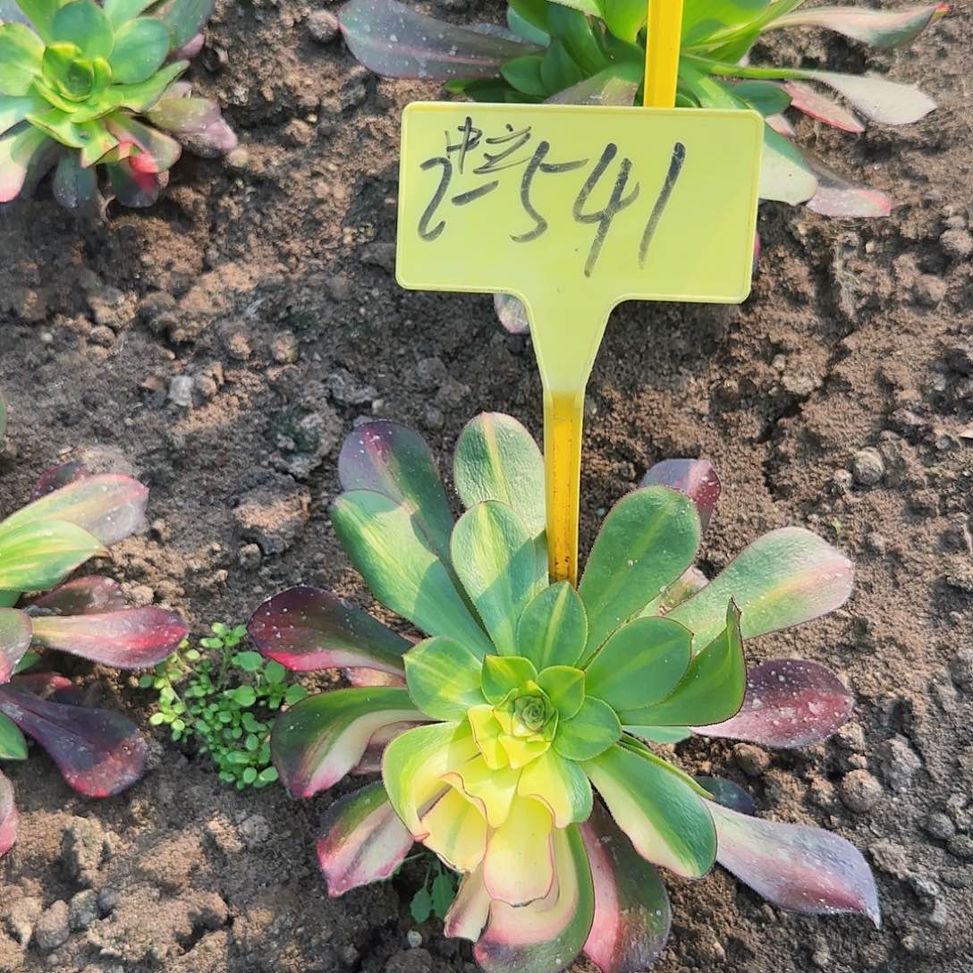2-541---多头多肉植物