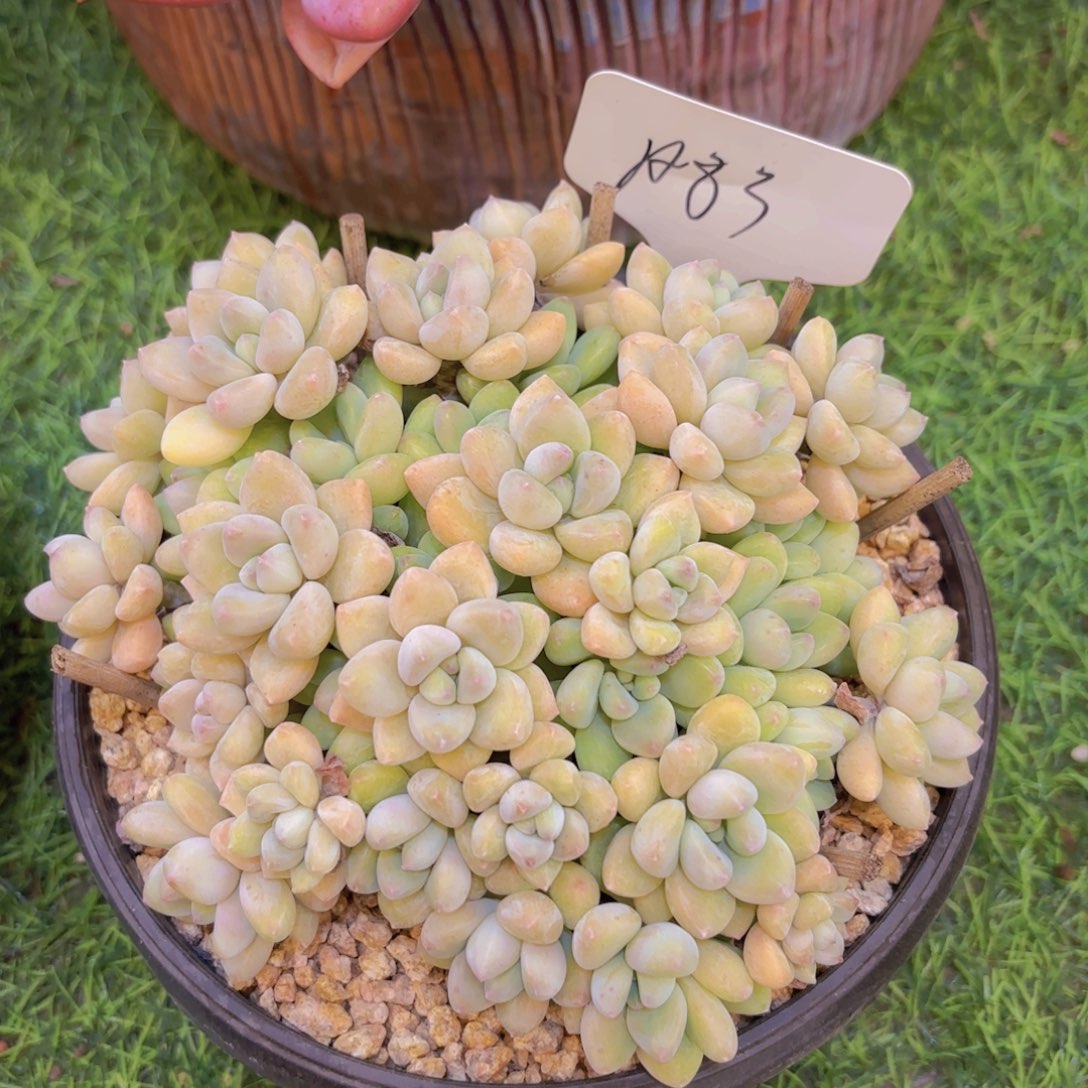 冰***梅云南金致家精品炖肉