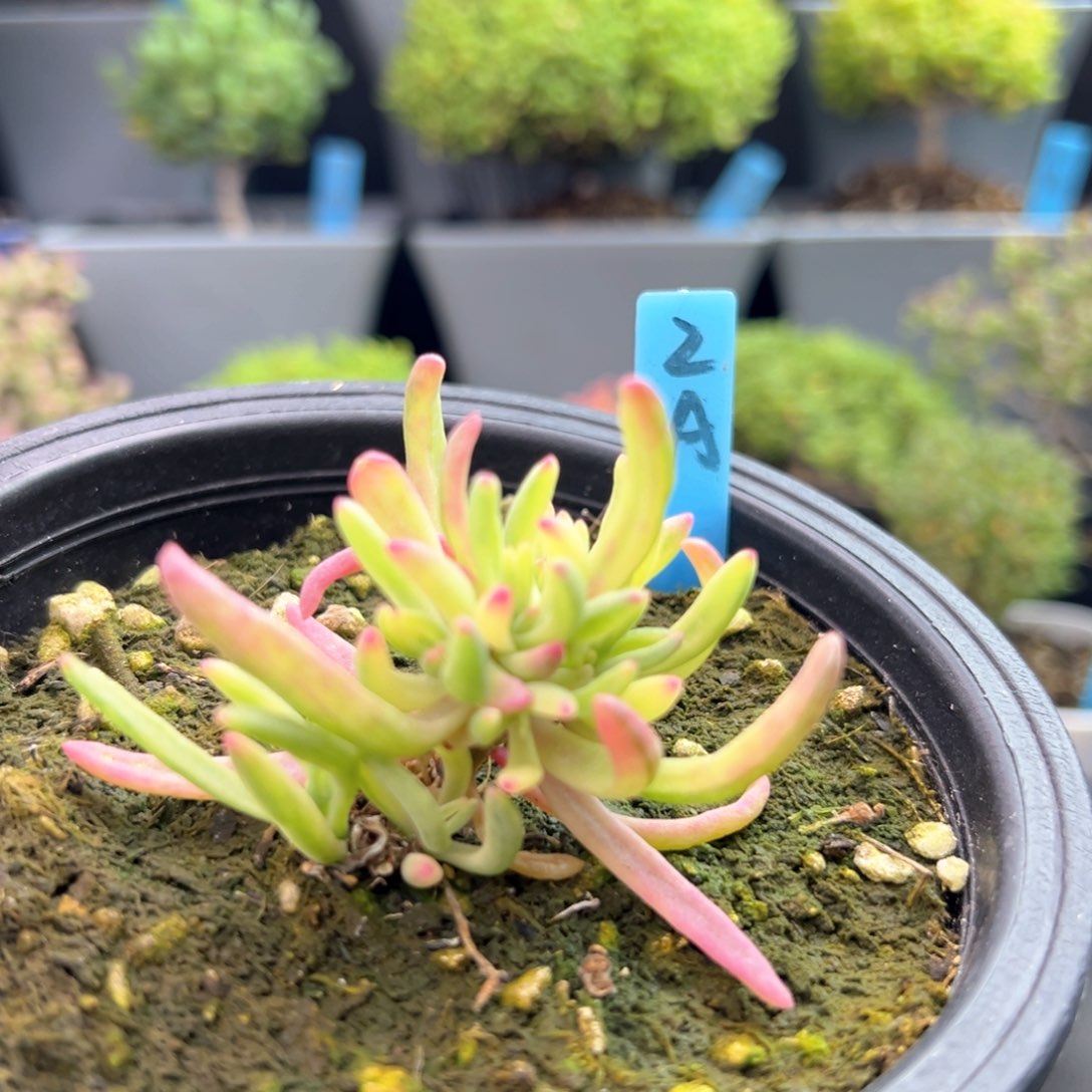 冰花锦2号12厘米盆