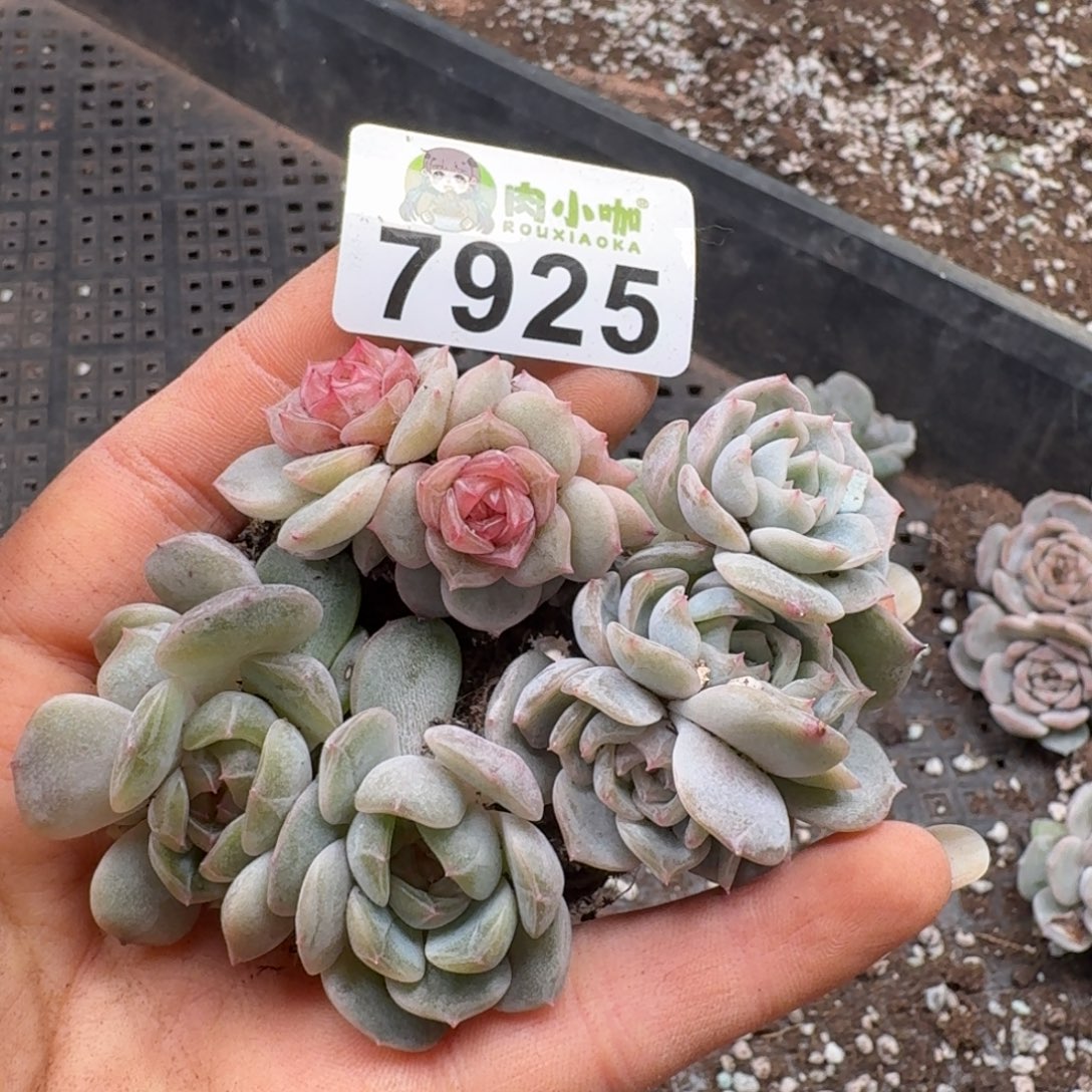 多肉植物多肉植物