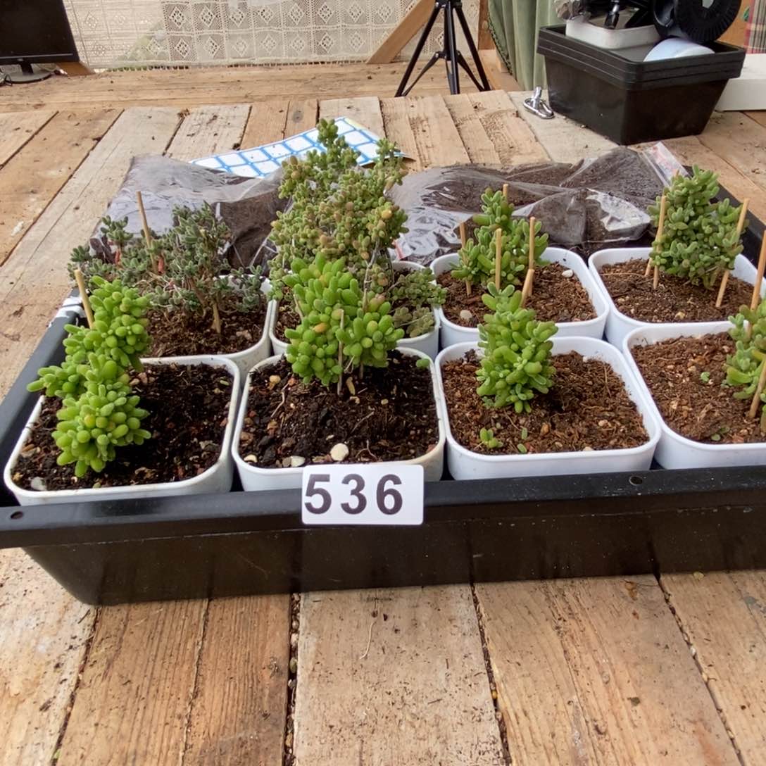 枝干番杏多肉植物536