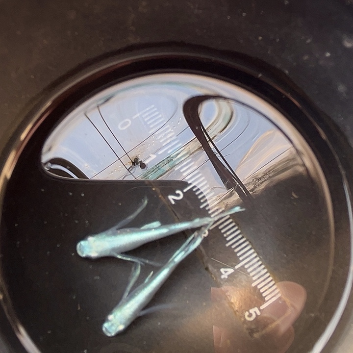 海水鱼观背青鱂鱼天使