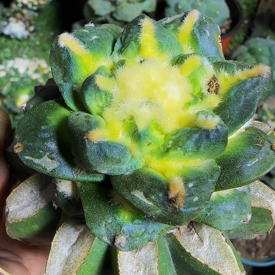 龙鬼321仙人球开花