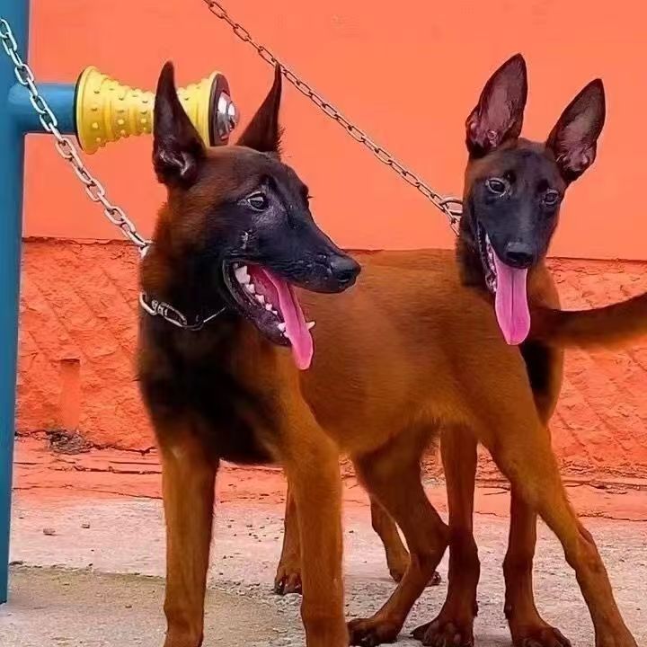 T（老鲁马犬）狗狗活体