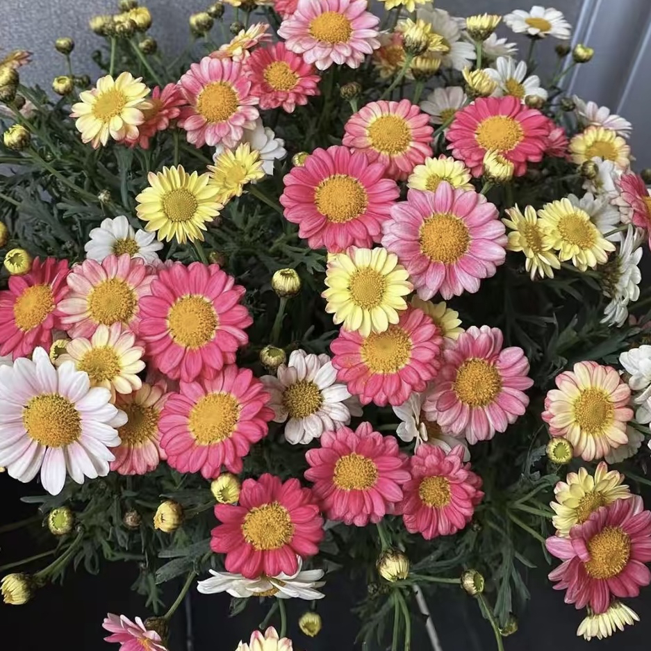 玛格丽特【小饼干】直播草本花卉多年生爆花阳台庭院观赏花卉盆栽