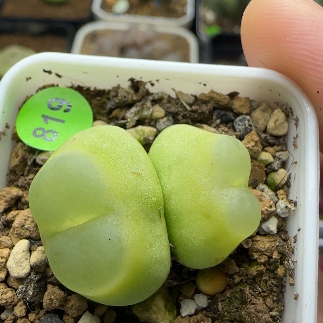 爱心体双头拉登1.7/2+（819）