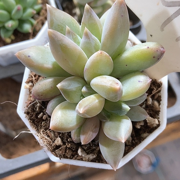 多肉植物重楼912