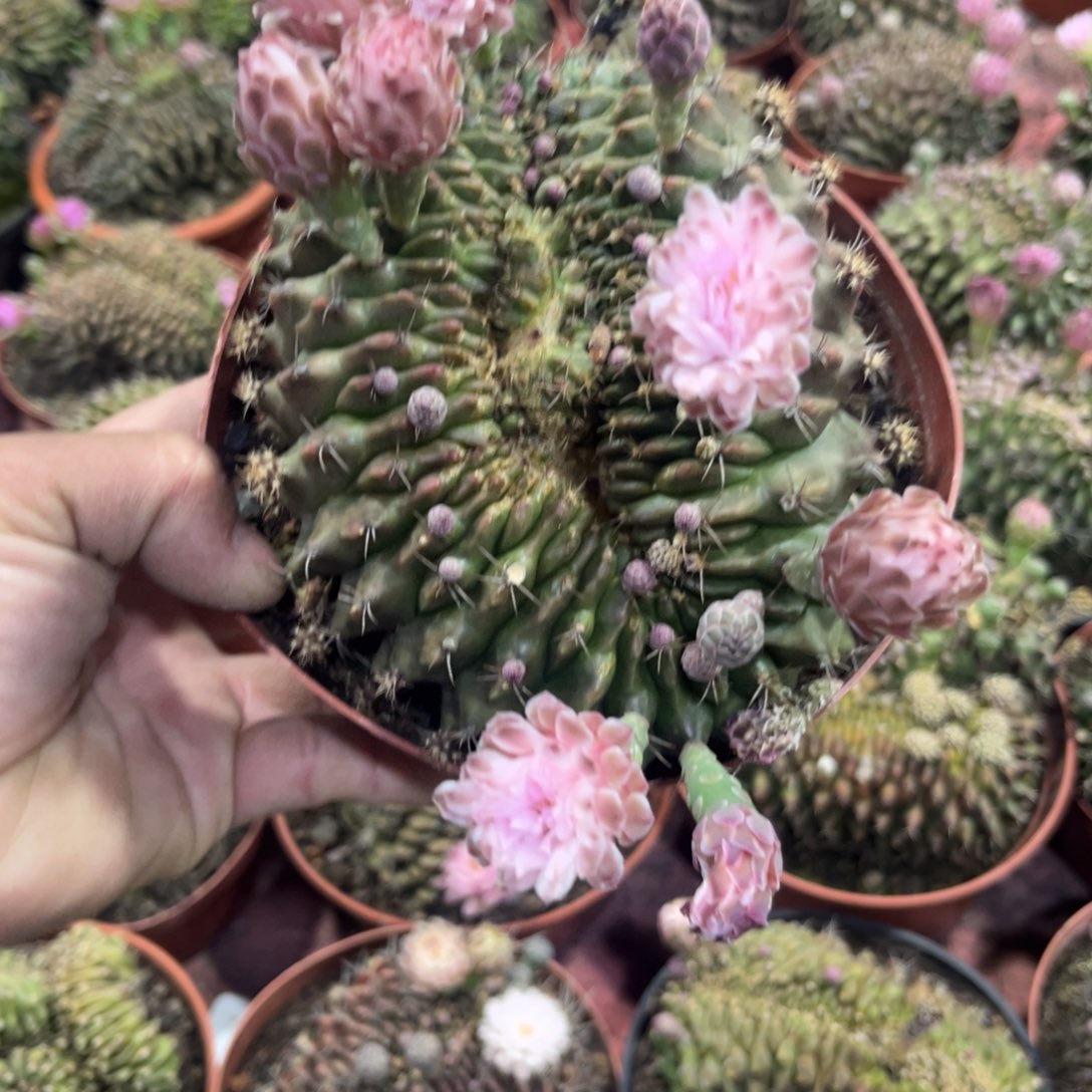 ?****?翠晃冠缀化仙人球开花球