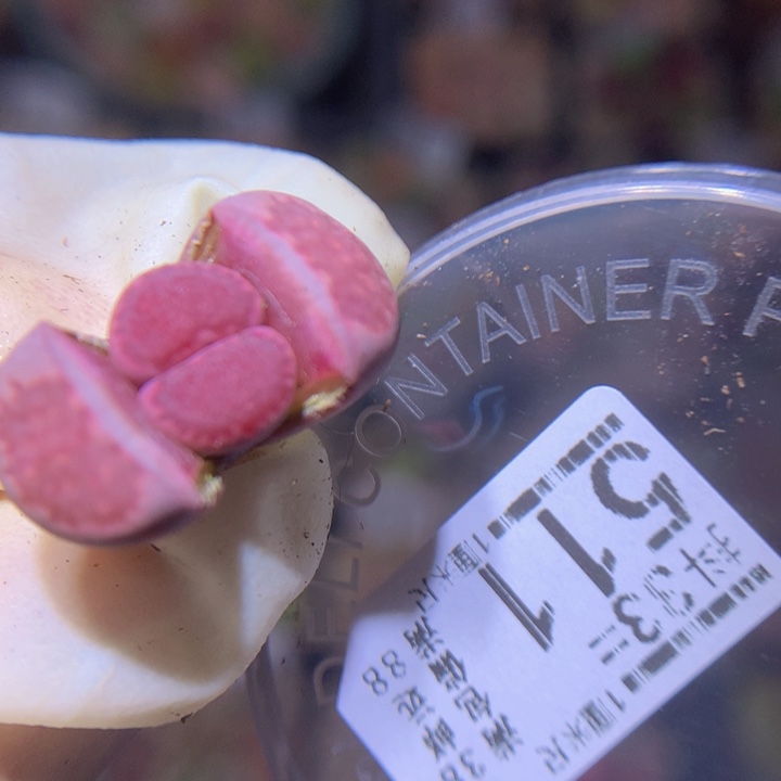 精品生石花33.511