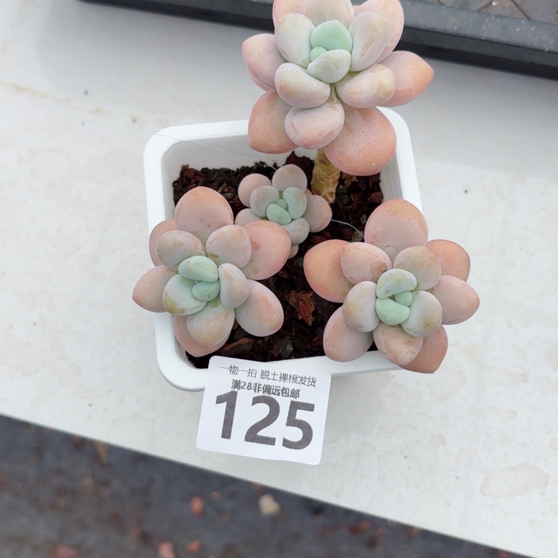 …***珍妮手指无盆土发货