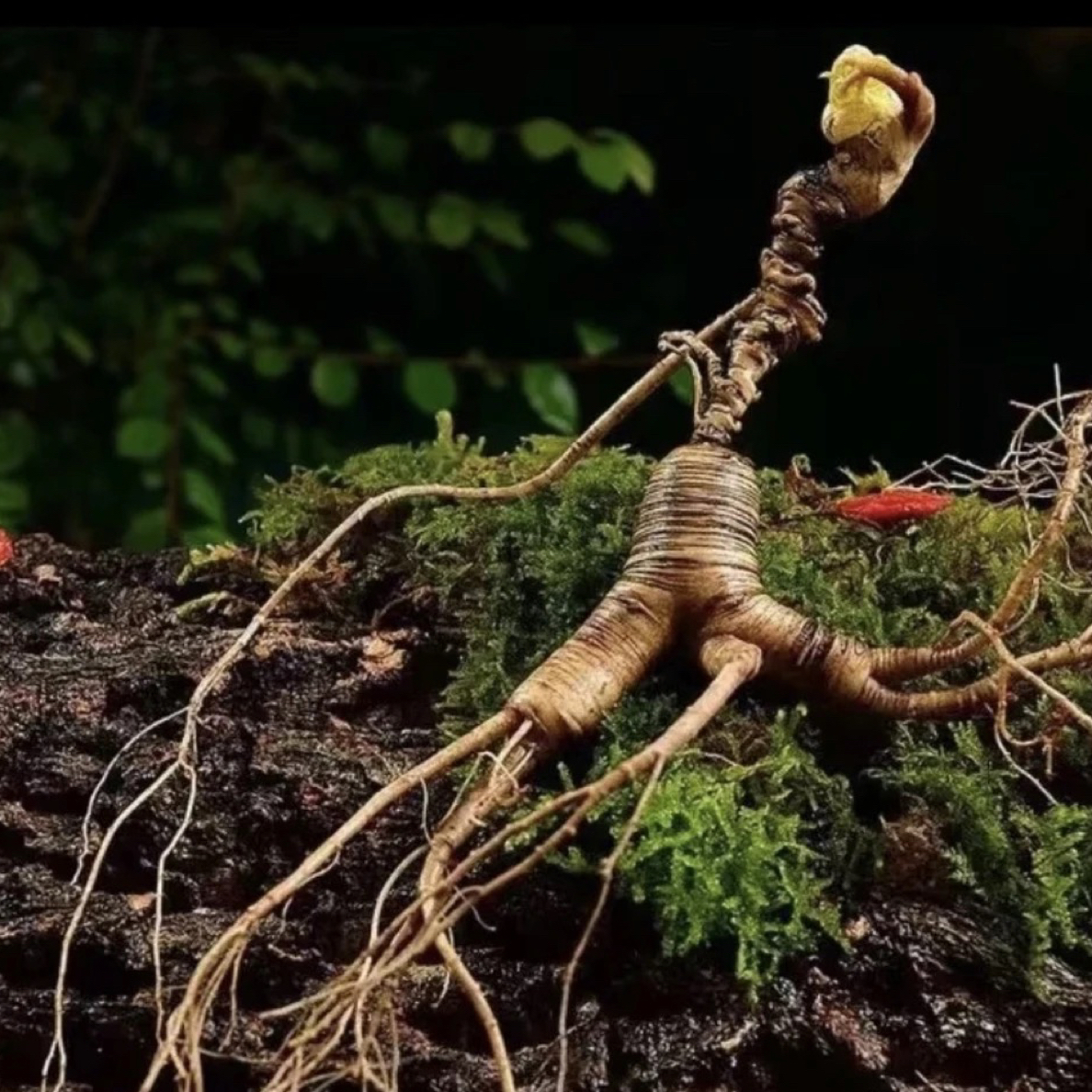 甜甜长白山人参改价链接