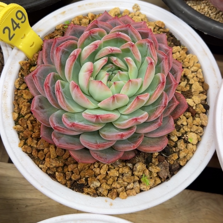 红鸾 单头 夏鸣园艺