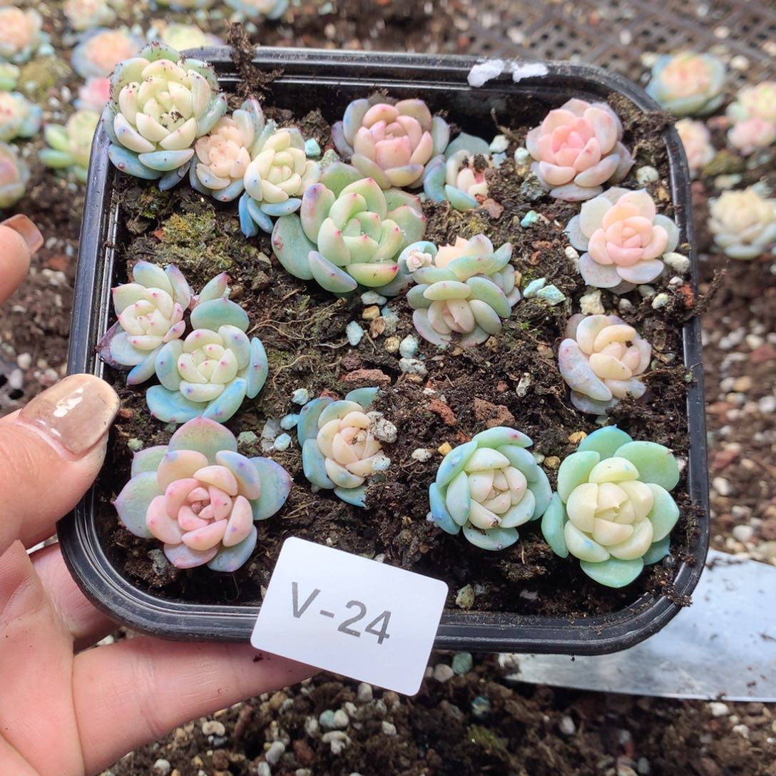 无花朵V24英语英语